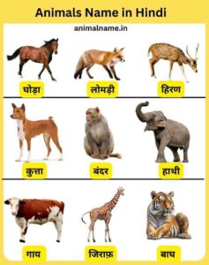 Animal Name in Hindi
